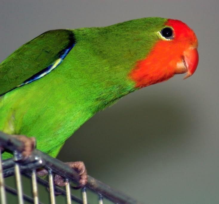 Agapornis oranžovohlavý